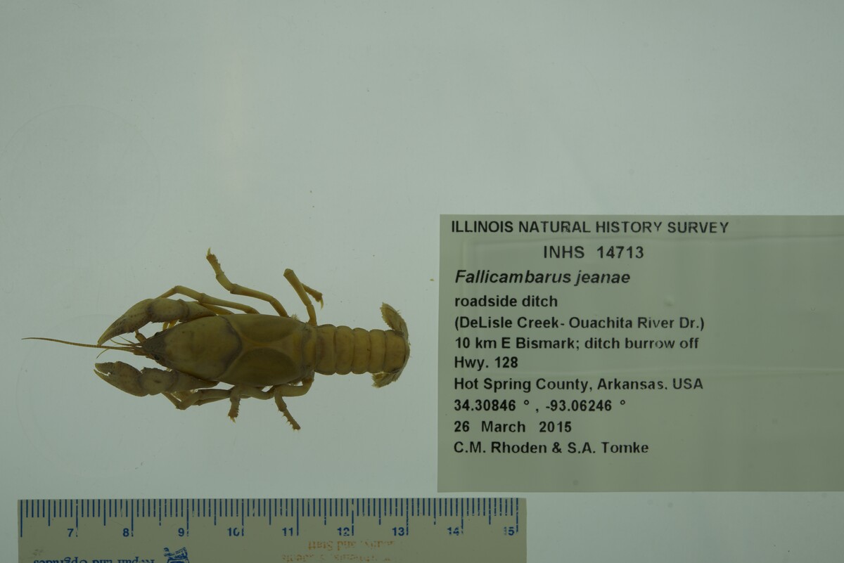 Fallicambarus (Fallicambarus) image